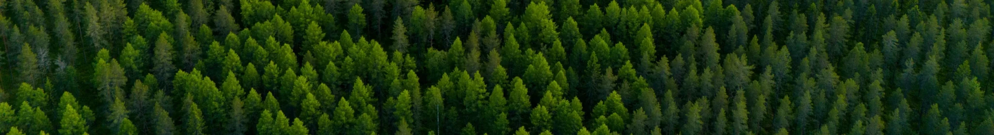 Forest canopy from above